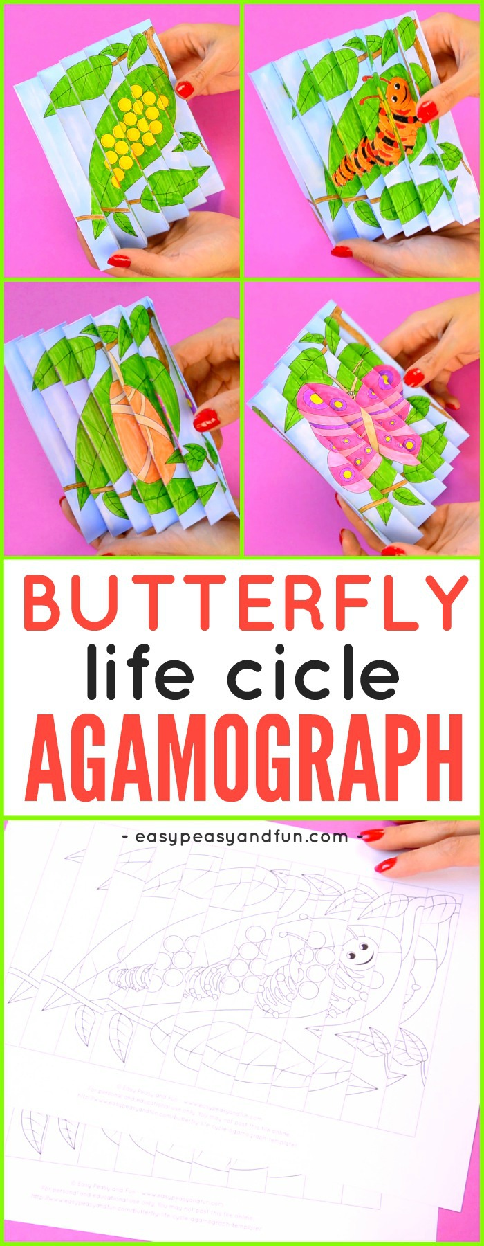 Printable Butterfly Life Cycle Agamograph Template for Kids.