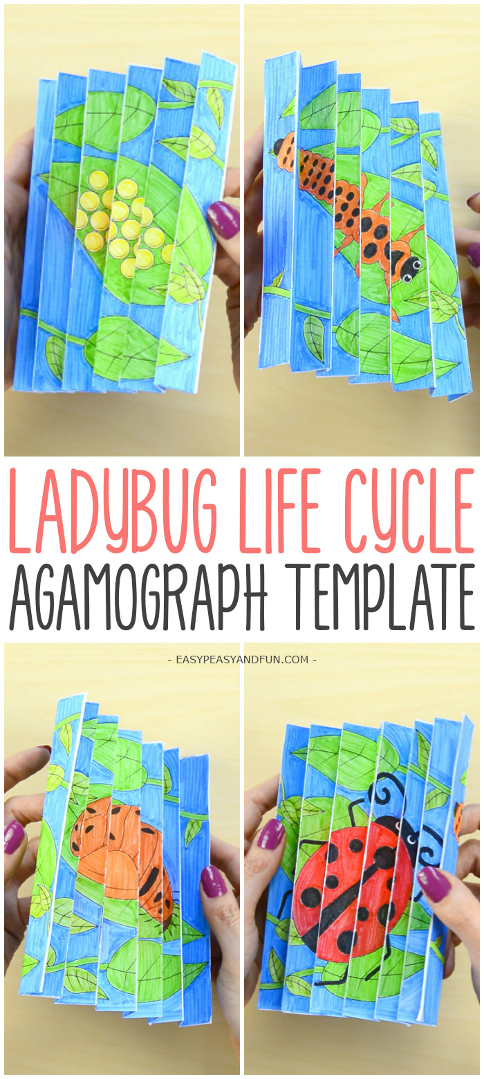 Ladybug Life Cycle Agamograph Template Craft for Kids #papercraftforkids #craftforkids #ladybugcrafts