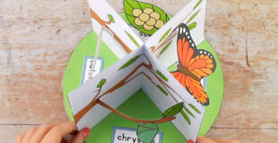3D Butterfly Life Cycle Craft 6
