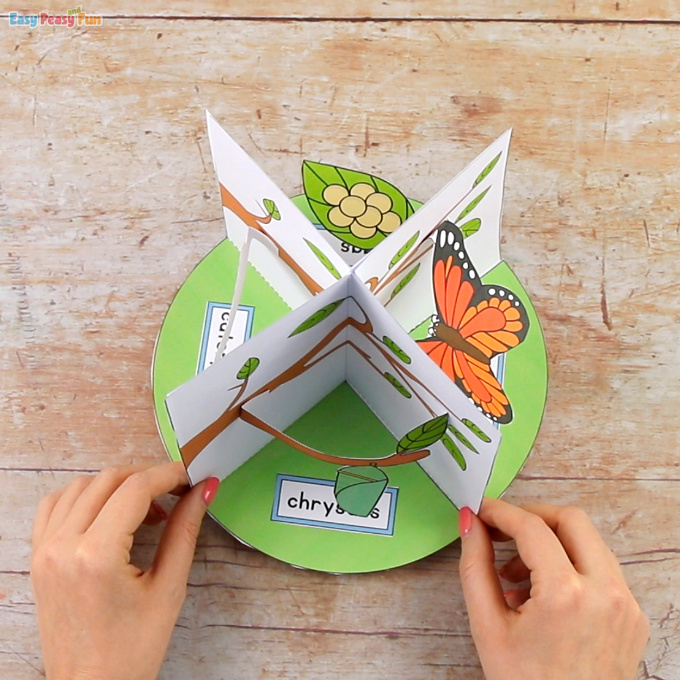 3D Butterfly Life Cycle Process 6
