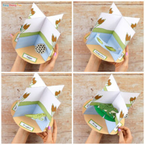 3D Frog Life Cycle Craft