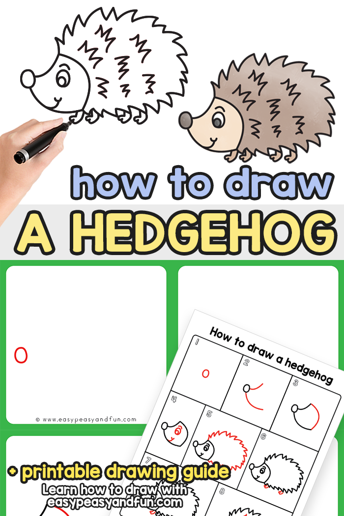 How to Draw a Hedgehog Step by Step Tutorial