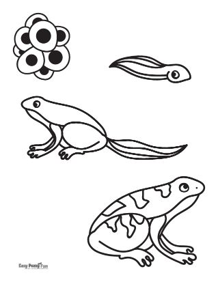 Frog Life Cycle Coloring Sheet