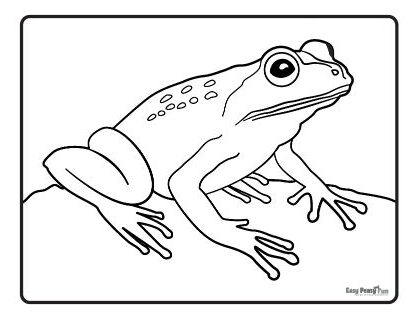 Realistic Frog Coloring Sheet