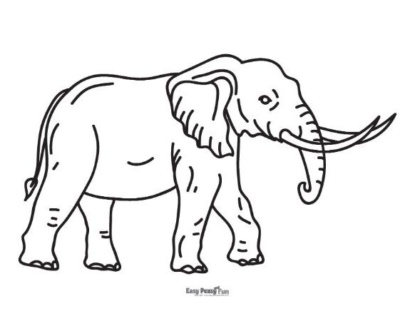Elephant with big Tusks