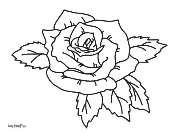 big rose to color