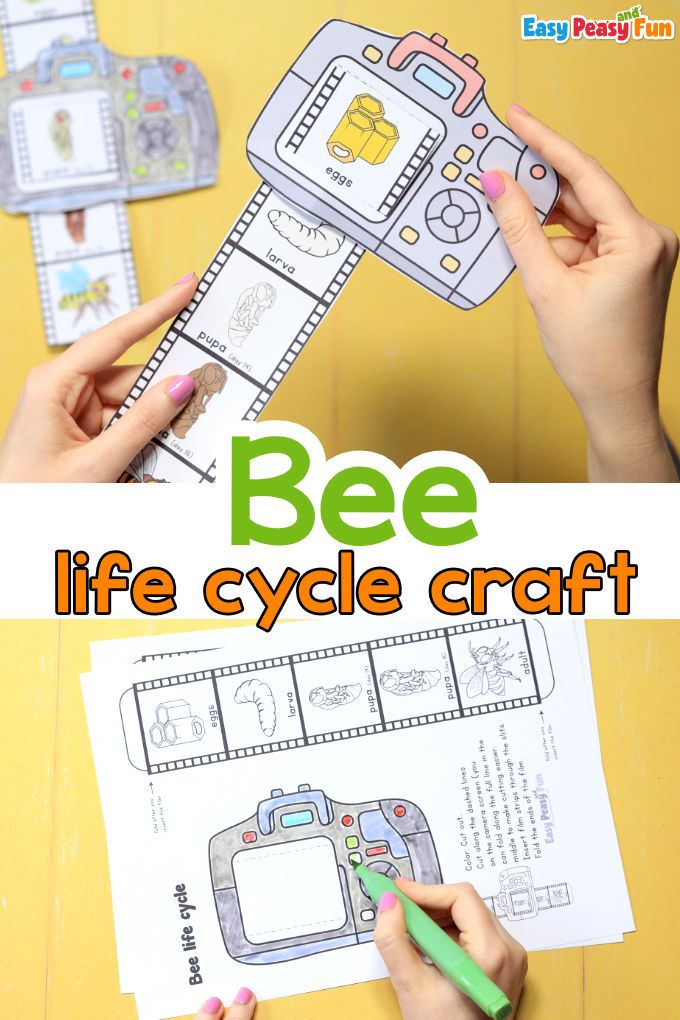 Life Cycle of a Bee Craft Template (Camera Snapshots)
