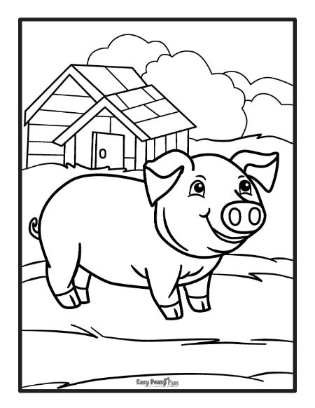Pig Living on a Farm