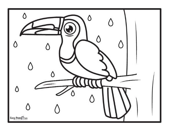 Rainy Day for a Toucan