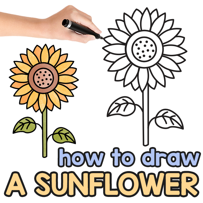 Sunflower Directed Drawing Guide
