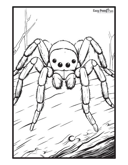 Big Spider Realistic Illustration