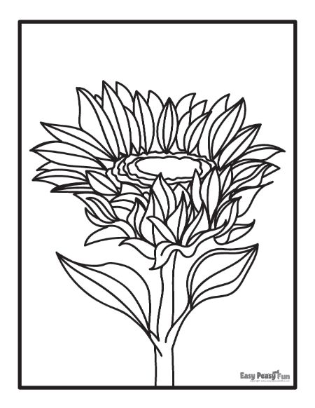 Blooming sunflower Coloring Page