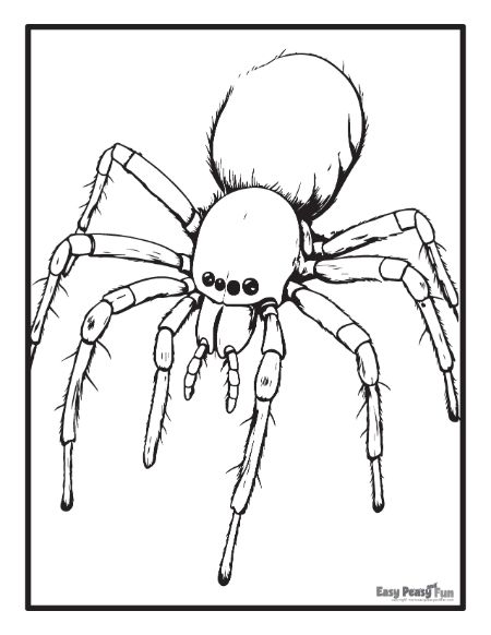 Realistic Spider Coloring Sheet