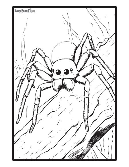 Realistic Spider Illustration