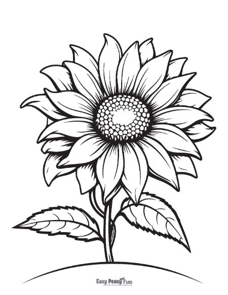 Realistic Sunflower to Color