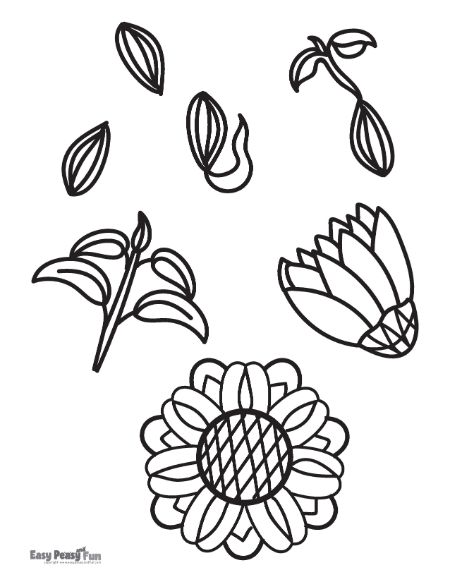 Sunflower Seeds and Leaves Coloring Page