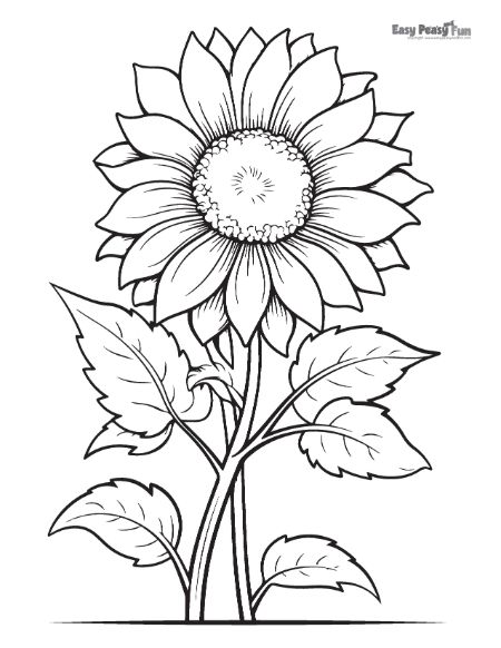 Realistic Sunflower Coloring Page