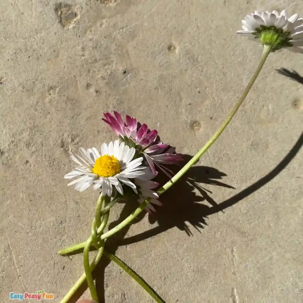 Adding a daisy to the braided chain