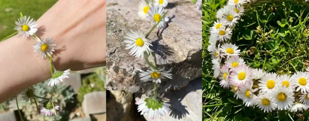 How to Make a Daisy Chain and Daisy Crown