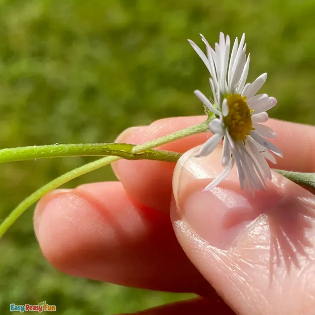 Threading a daisy through the slit made on the first daisy