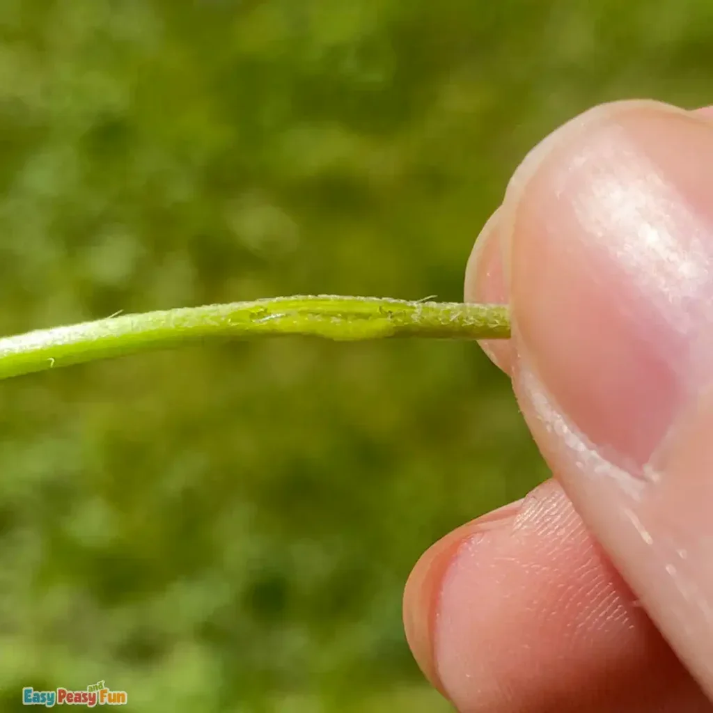A closeup of a slit made in daisy stem