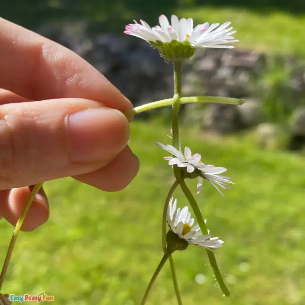 Making a finish for the daisy chain