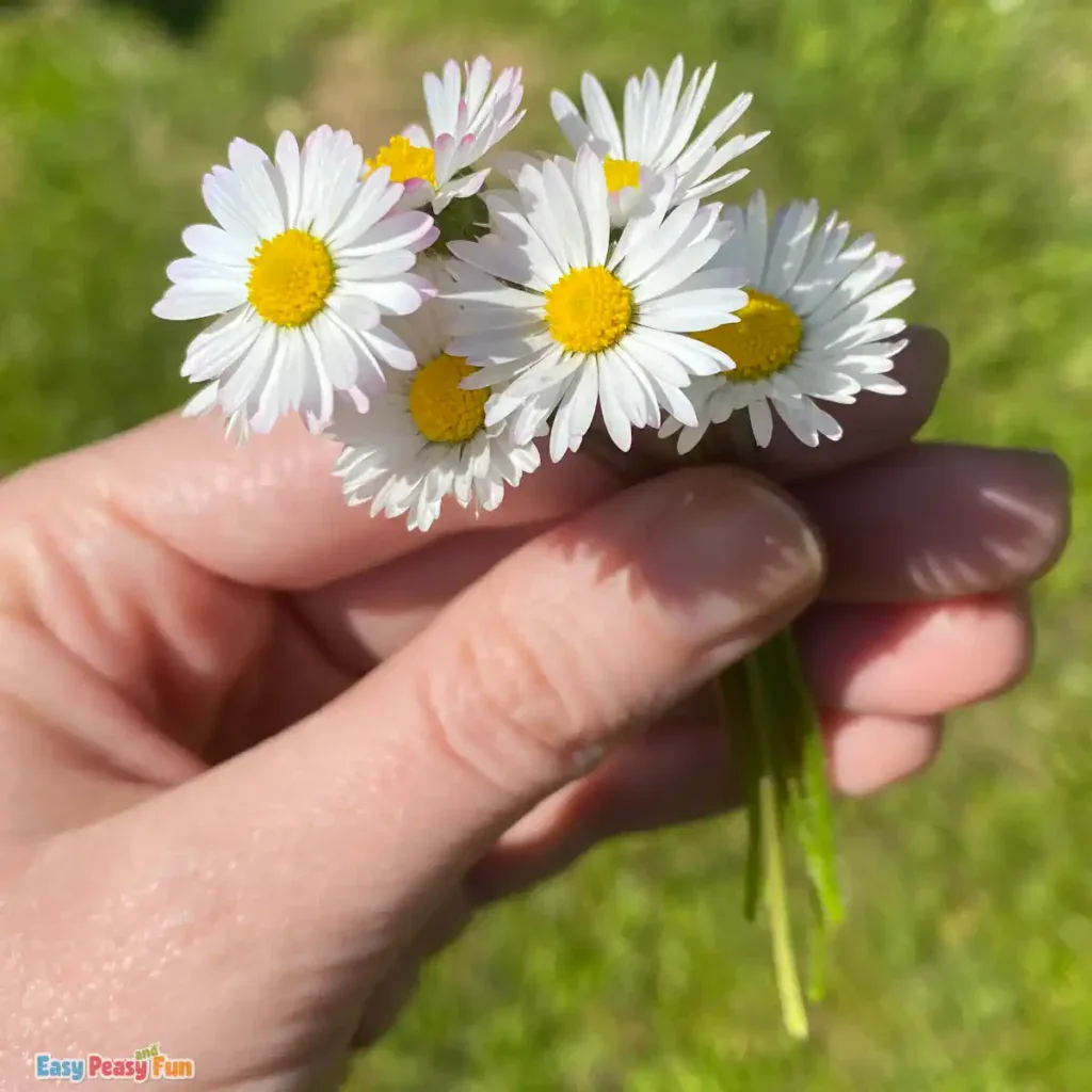 Daisies with long stems for making a daisy chain