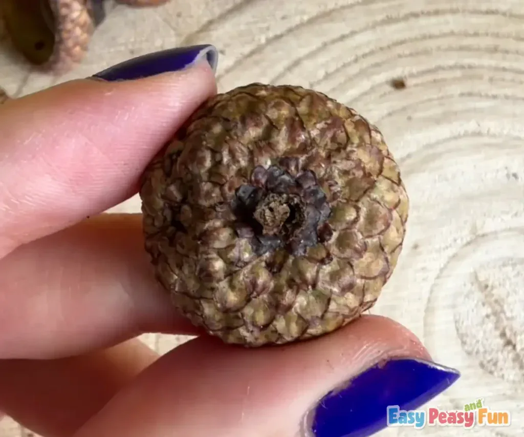 A hand holds a cleaned, textured brown acorn cap against a wooden background.